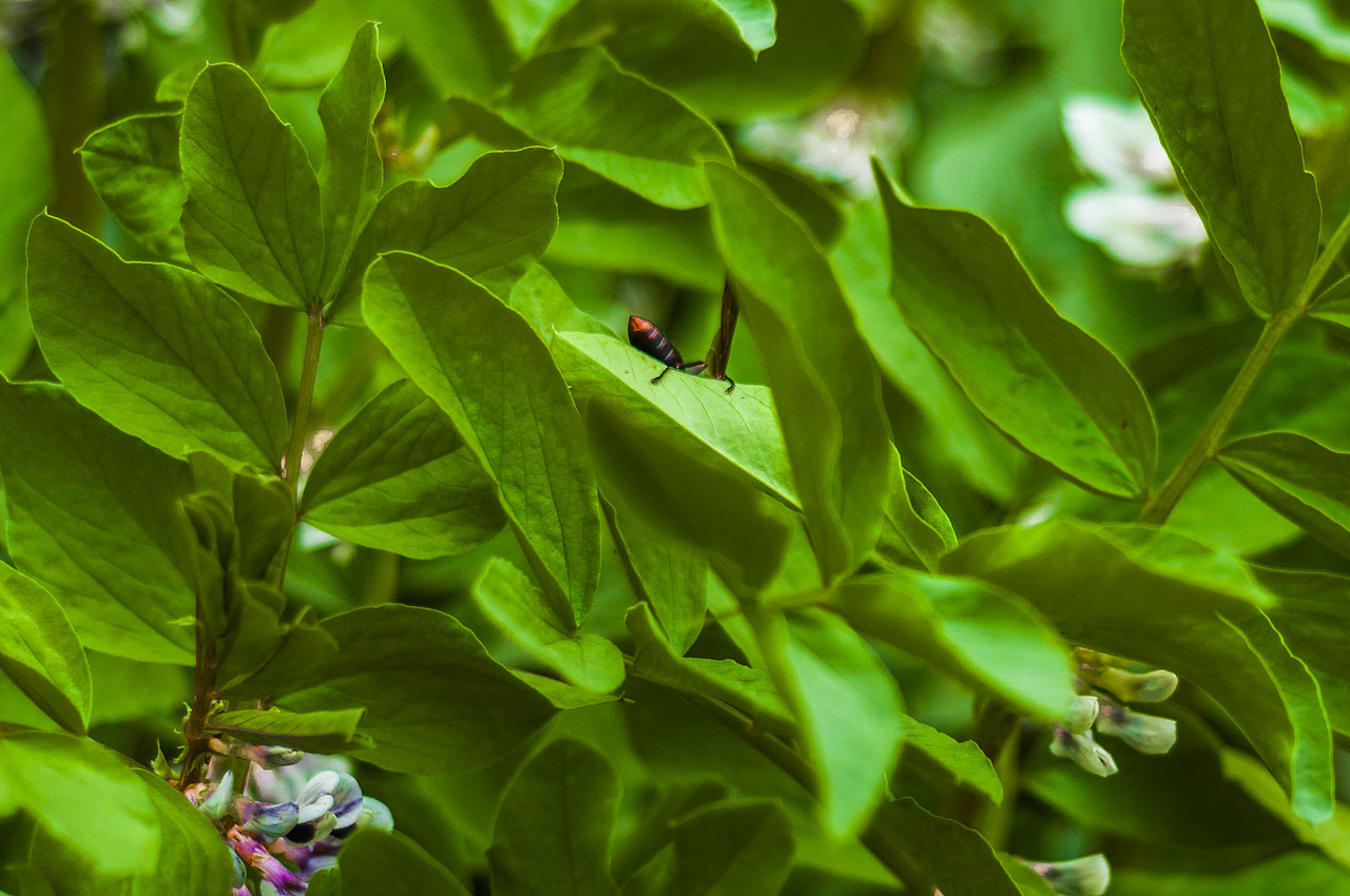一个叫春的季节～（图ZNzYyNzIwNTI=） - 风光摄影 - 站酷设计师13579air原创素材 - 站酷ZCOOL