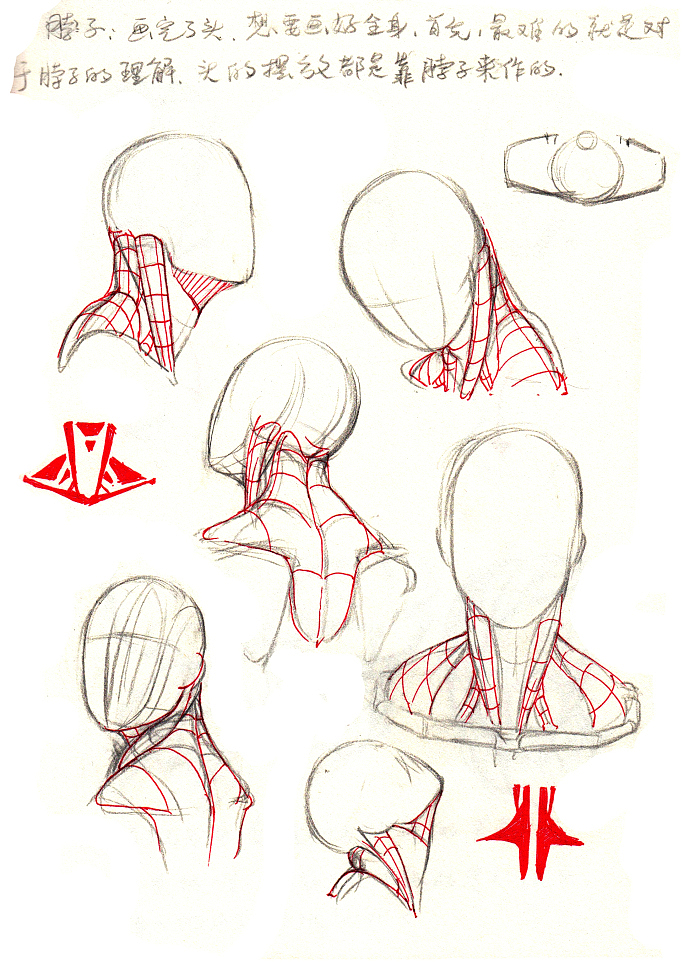 【脖子】
头的摆放都是靠脖子来做的,所以对脖子的结构一定要理解。<br>