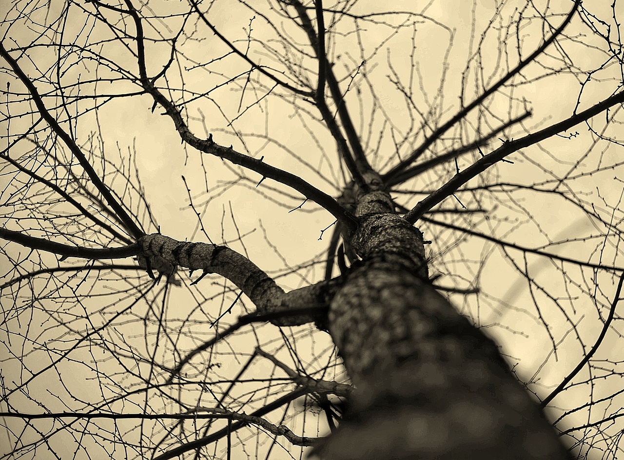 枯树|摄影|产品摄影|z91929439_原创作品-站酷zcool