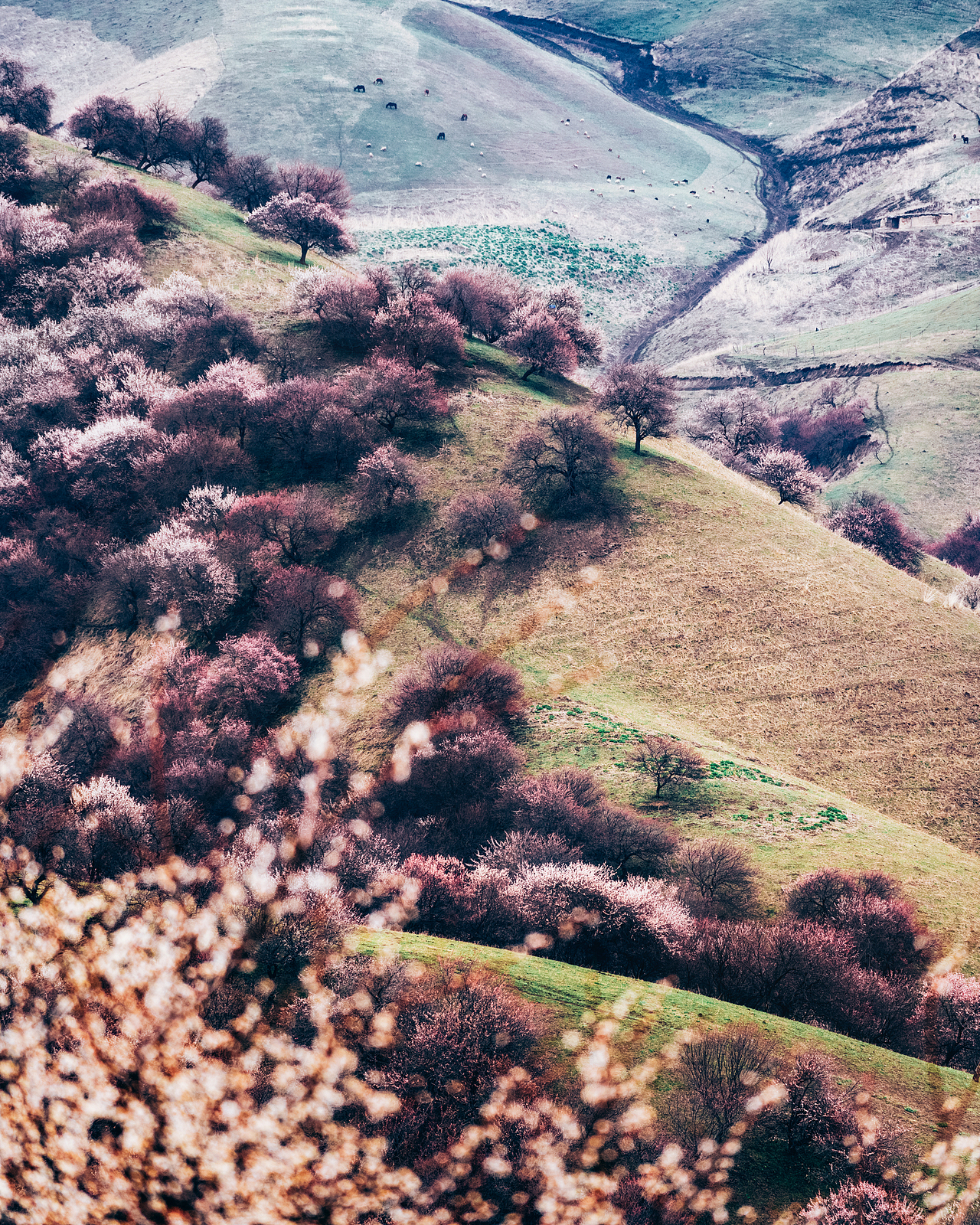 杏花沟里有杏花