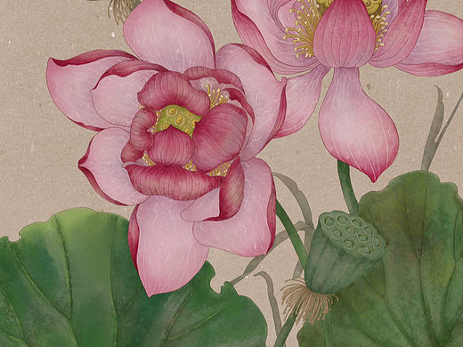 夏日荷花（個人主頁-ZNjU1OTUwMDA=） - 創(chuàng)作習(xí)作 - 站酷設(shè)計(jì)師自在的在原創(chuàng)素材 - 站酷ZCOOL