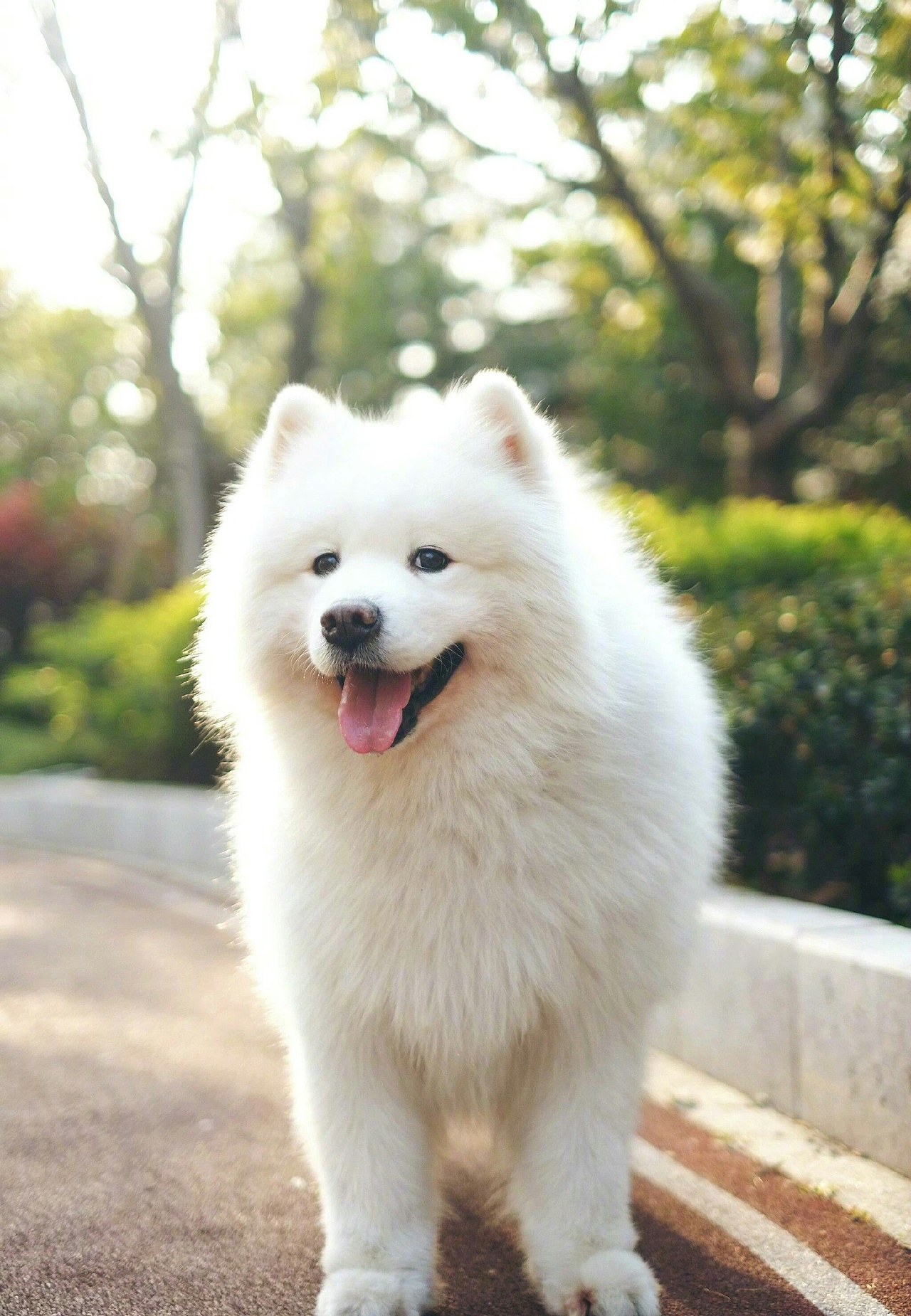 暖心大白~提莫（图ZNzYzNDAwMjA=） - 宠物摄影 - 站酷设计师花开花落花满天原创素材 - 站酷ZCOOL