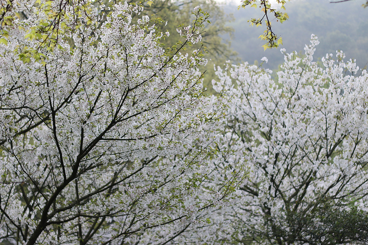 太子湾樱花盛开