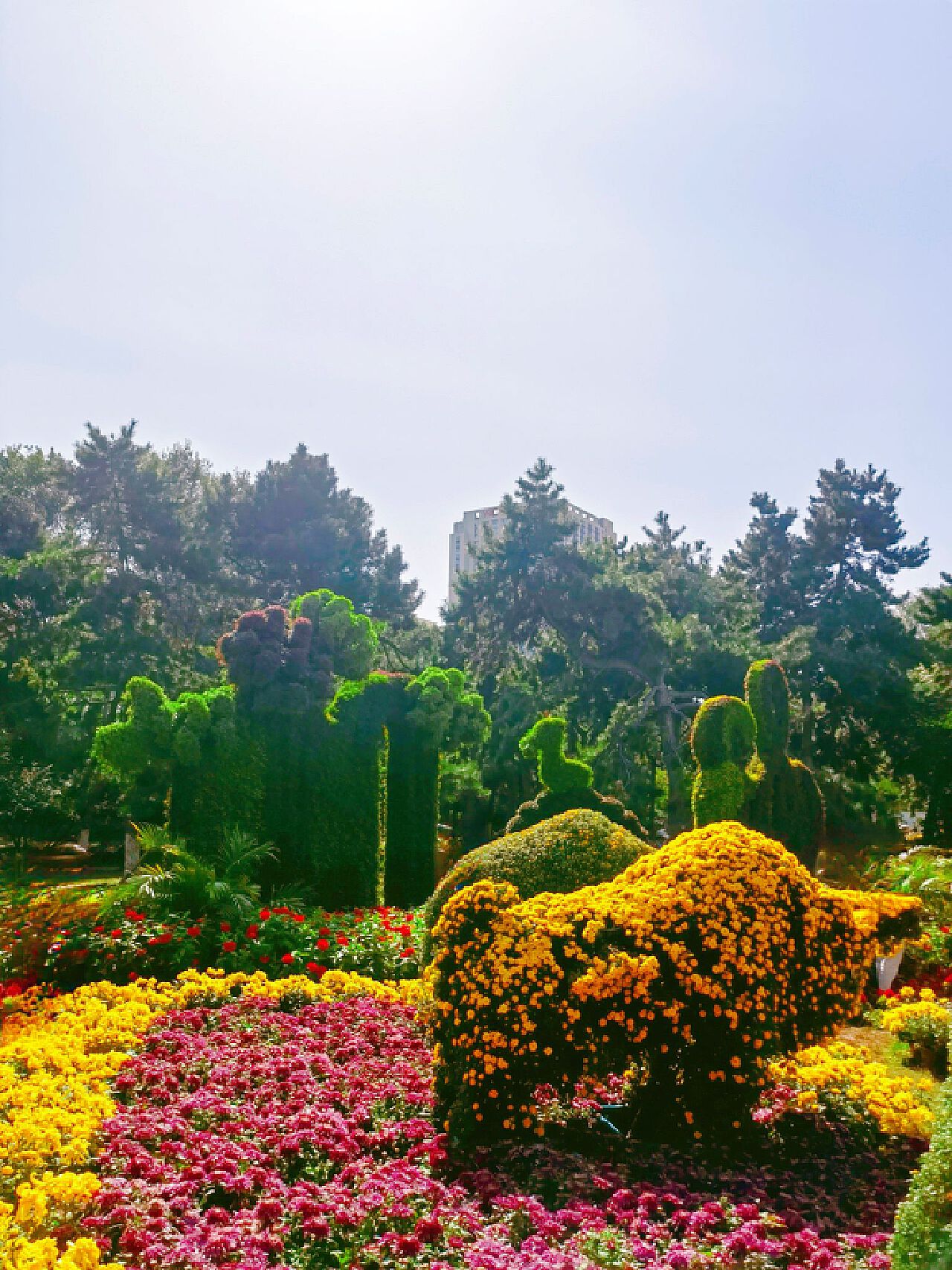 青岛中山公园金秋一大盛事就是菊展，亮点之一七色彩菊，惊艳又好