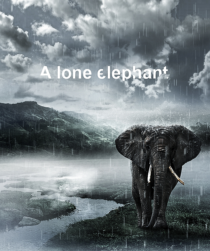 一只孤独的大象