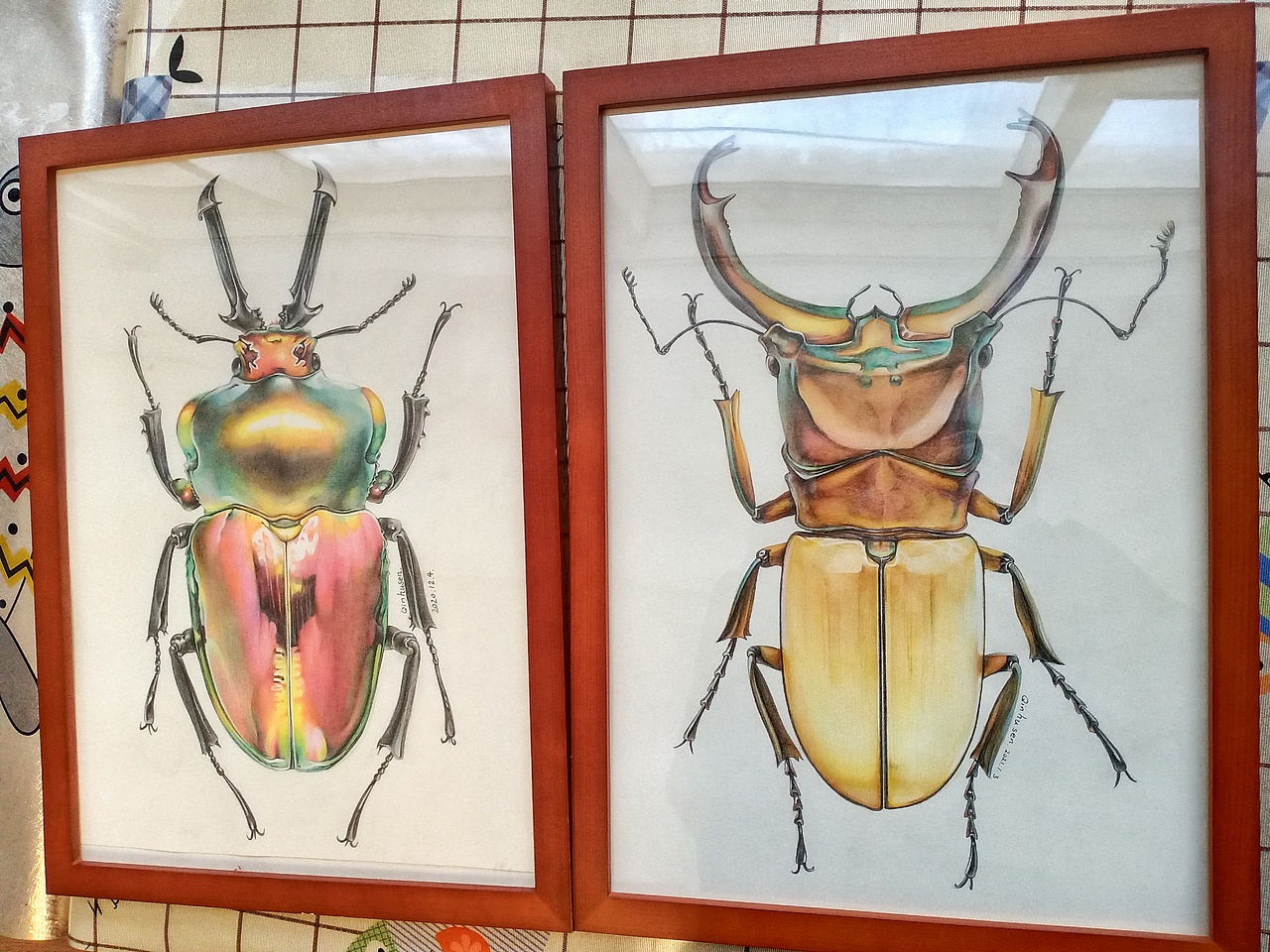 彩铅甲虫(锹形虫)