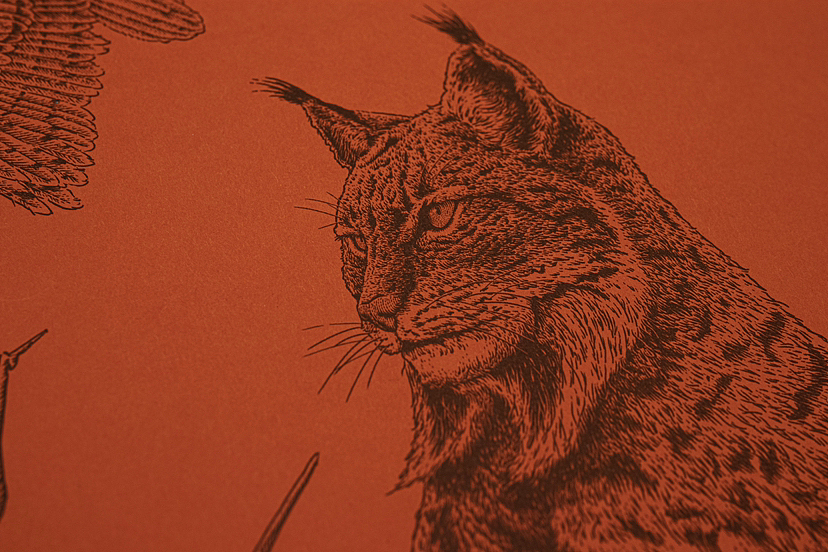 九口山合作 |山猫笔记本（图ZMzIxOTc5MzYw） - 商业插画 - 站酷设计师花椒的Alex原创素材 - 站酷ZCOOL