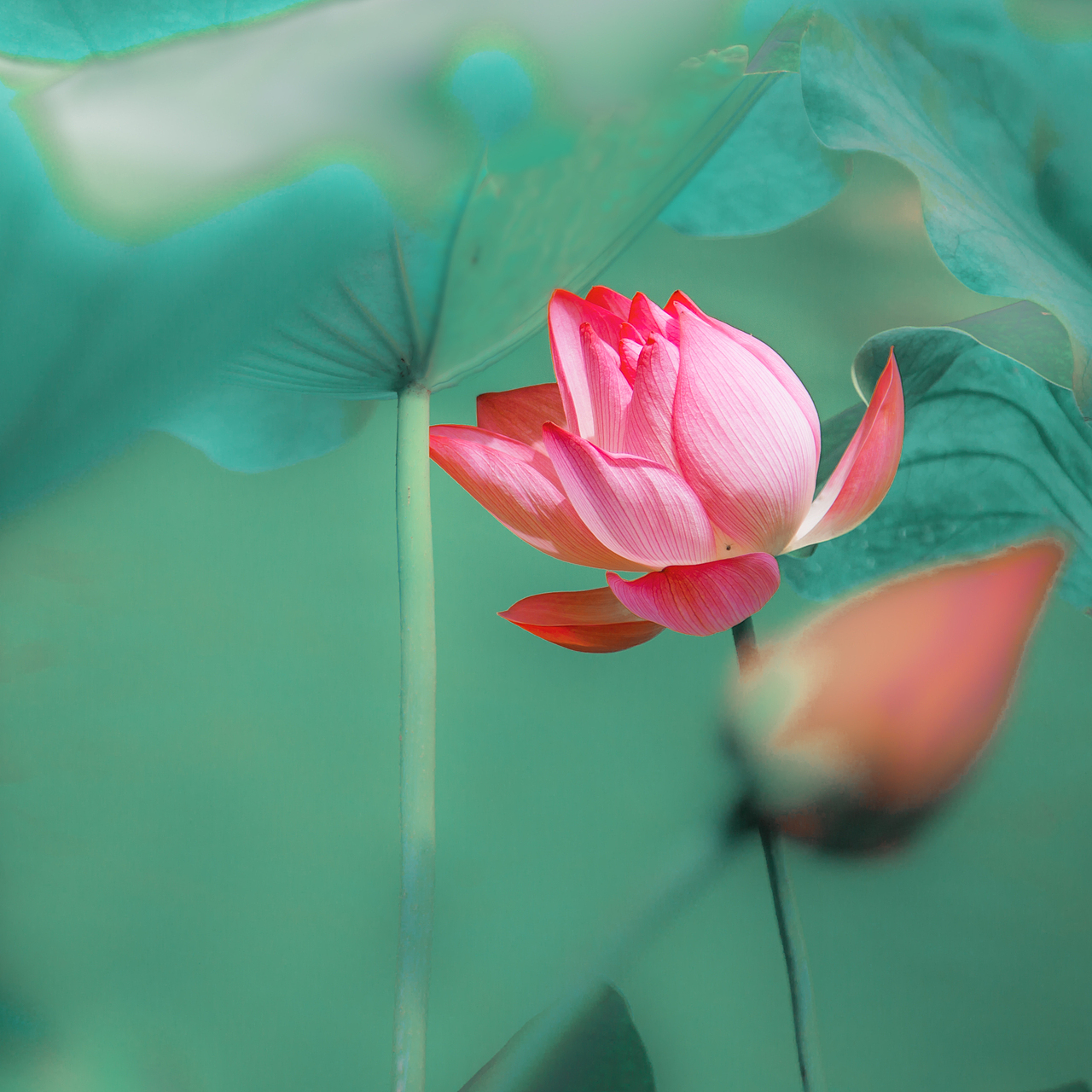 荷花（图ZODQ4OTE3ODg=） - 风光摄影 - 站酷设计师之间影像原创素材 - 站酷ZCOOL
