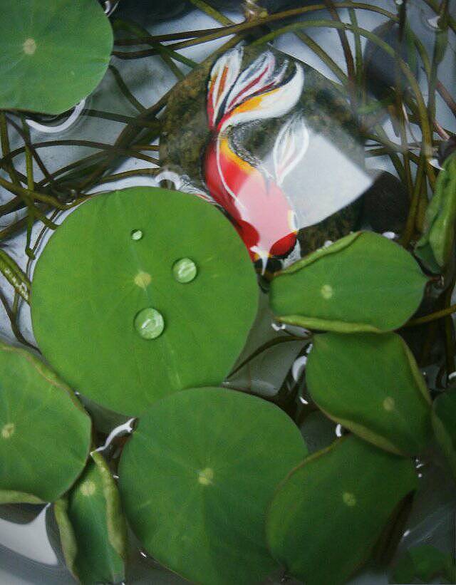 彩铅练习-花、动物、食物、静物、圆 三角 矩形物体