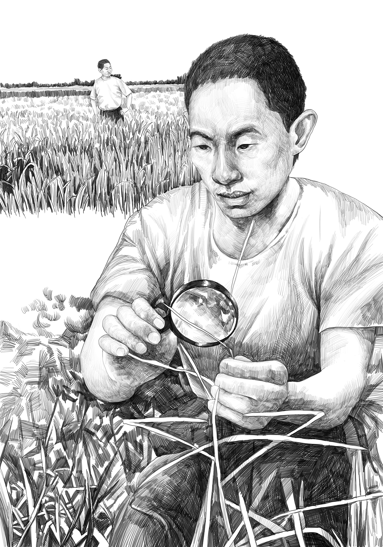 杂交水稻之父插画