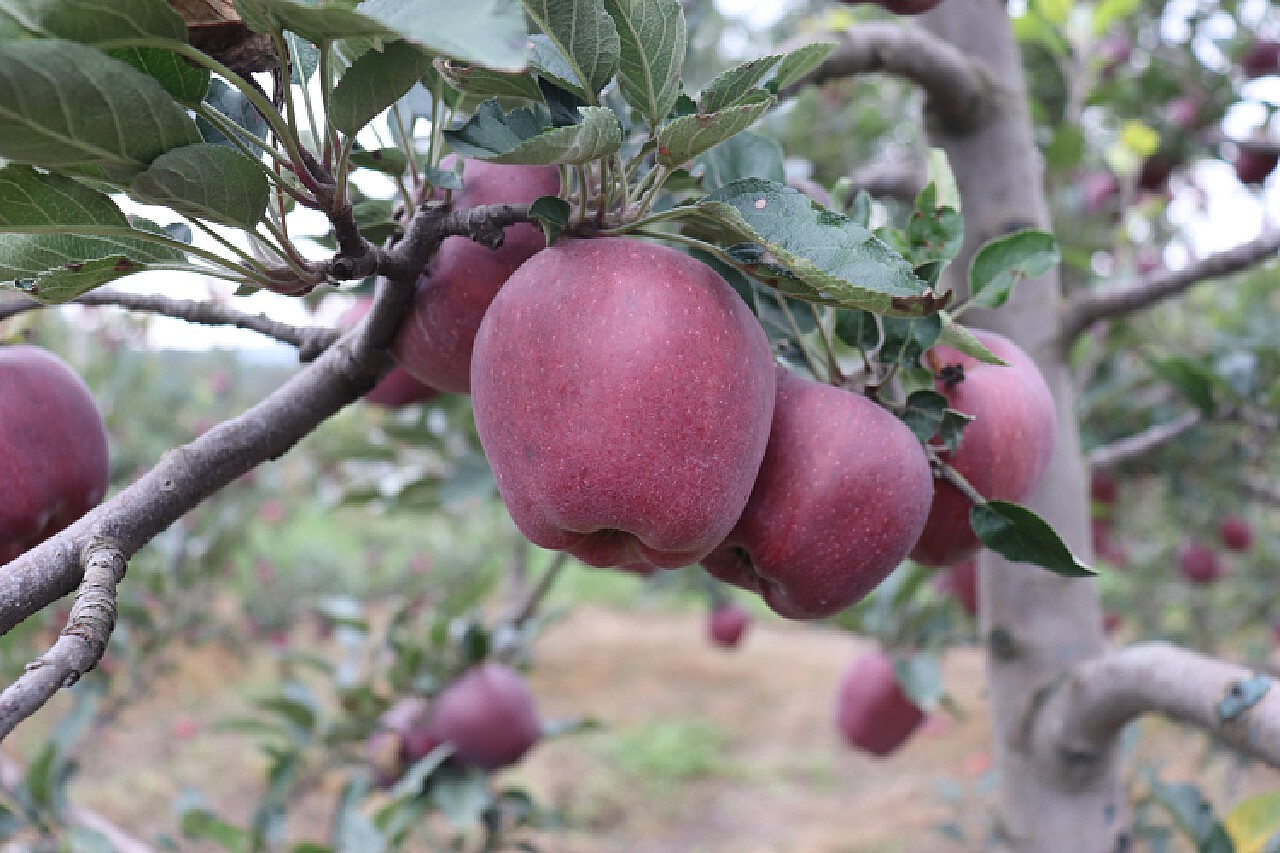 观光苹果园 讲究味道的甜苹果 - MEDETAI TSURUTA 观光情报网站