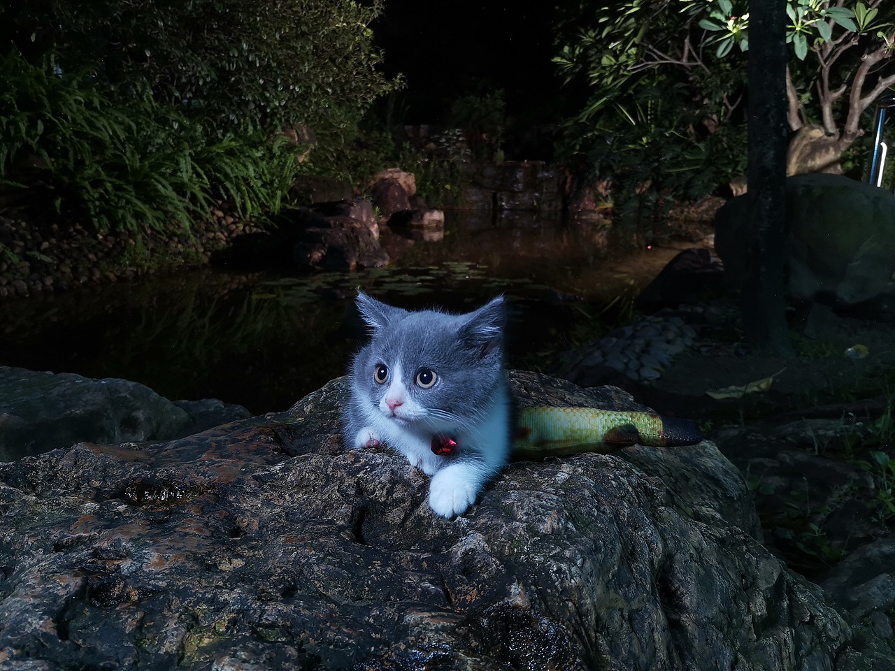 蓝白小猫咪,手机夜景摄影
