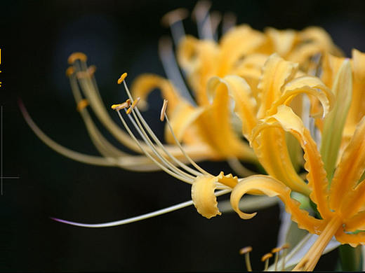 banner（个人主页-ZMjY0NTcwMjQ=） - 运营设计 - 站酷设计师林枫slf原创素材 - 站酷ZCOOL