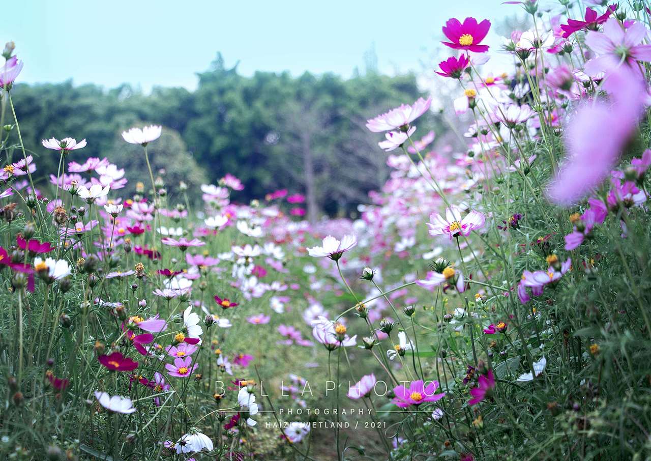 春天呀——廣州海珠濕地賞花（圖ZMjQ1NTU3NzQ0） - 其他 - 站酷設計師beirou1234567原創(chuàng)素材 - 站酷ZCOOL