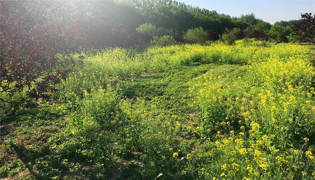 刘勇良手机纪实摄影:菜花香蜜蜂忙