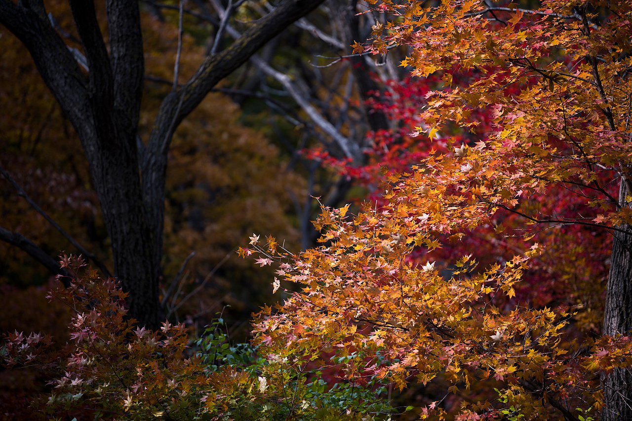 秋色（图ZOTU4NjM1MzI=） - 风光摄影 - 站酷设计师xiaochen_原创素材 - 站酷ZCOOL