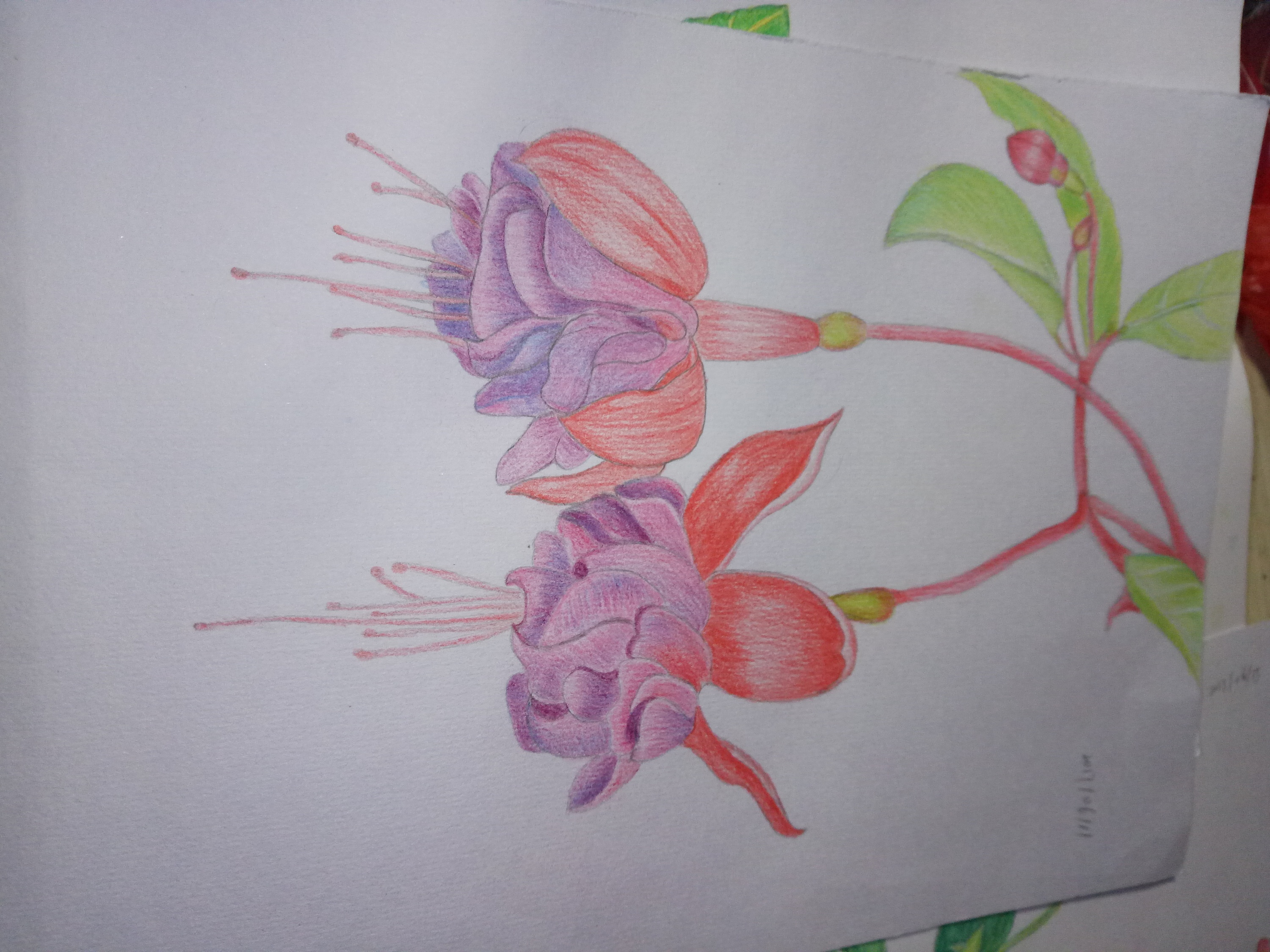 6月12-6月18彩铅绘画|其他|其他|小学生12 - 原创作品 - 站酷 (zcool)