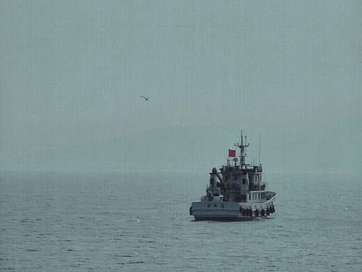 海与海鸥