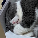 平子有点瞌睡的头像
