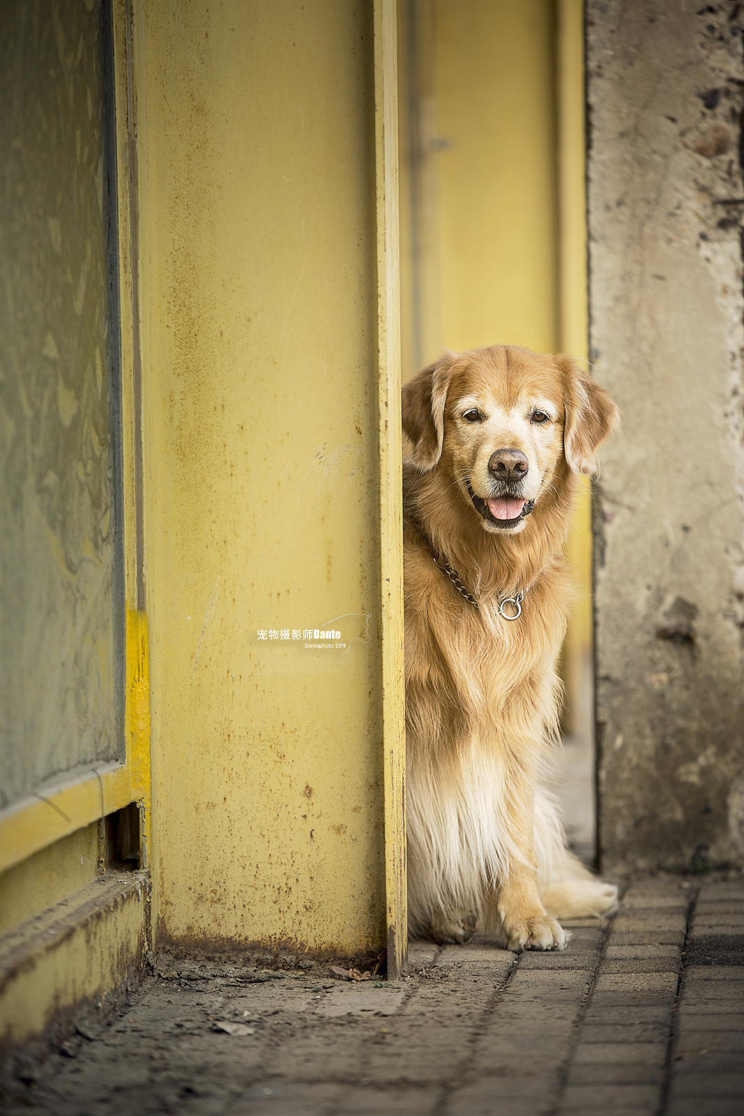 宠物摄影师dante