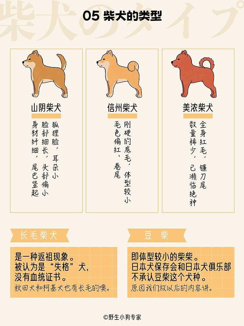 柴犬小百科