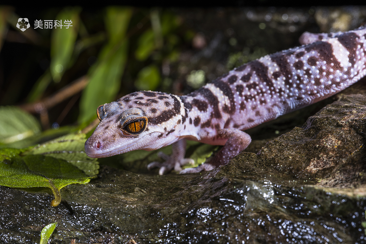 中国动物·两爬之美|中国洞穴睑虎属