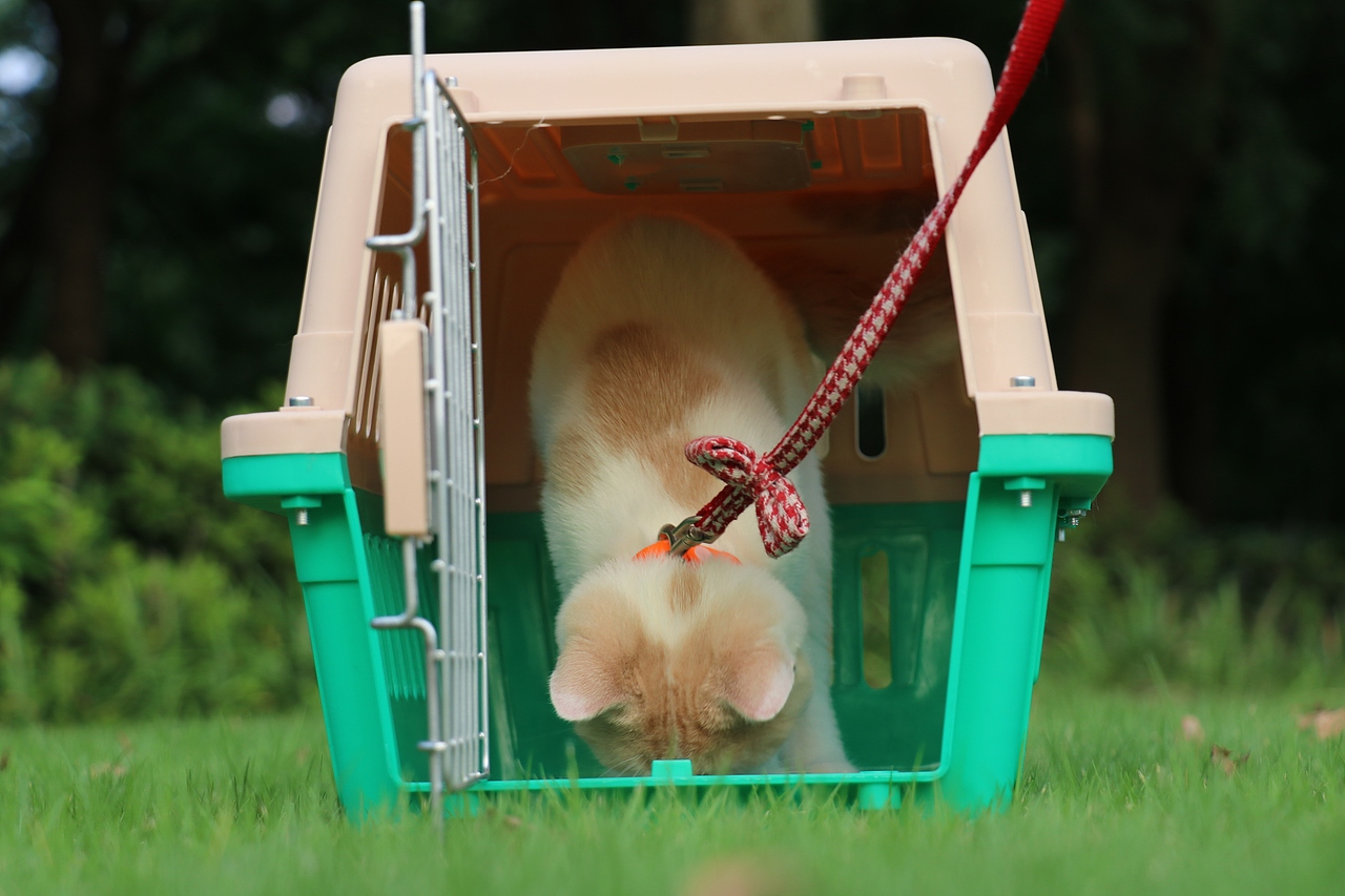 0508英短乳白梵公-熊二85day1.56kg-橙