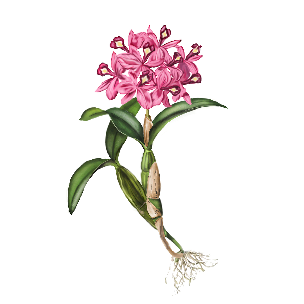 百雀羚北纬30度 中草药插画