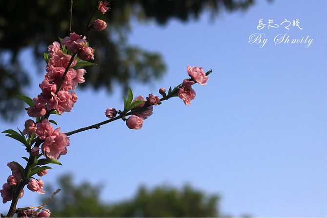 厦门三月桃花开