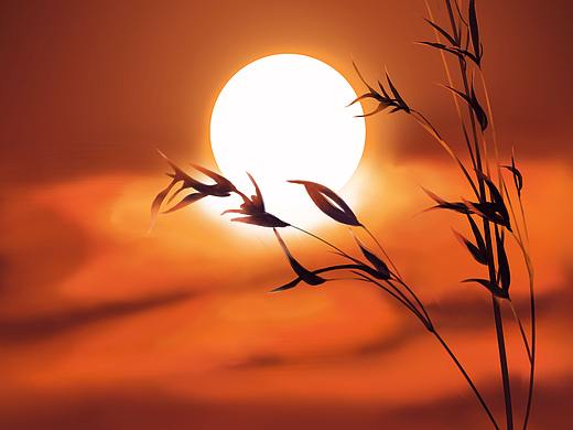 夕阳下的草