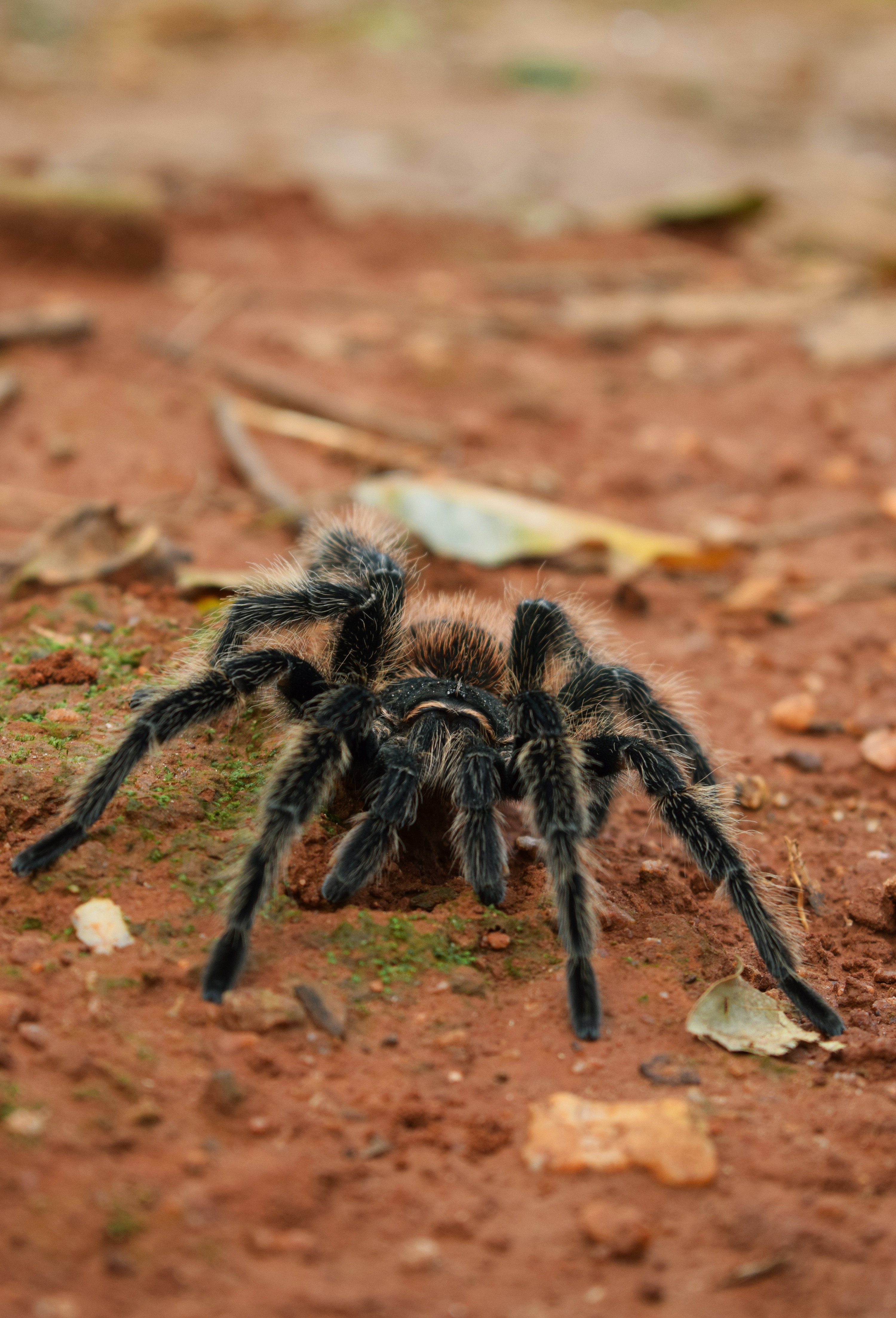 摄影,姑娘蜘蛛,也不知道具体名字,哈哈|摄影|宠物摄影|大鹏show