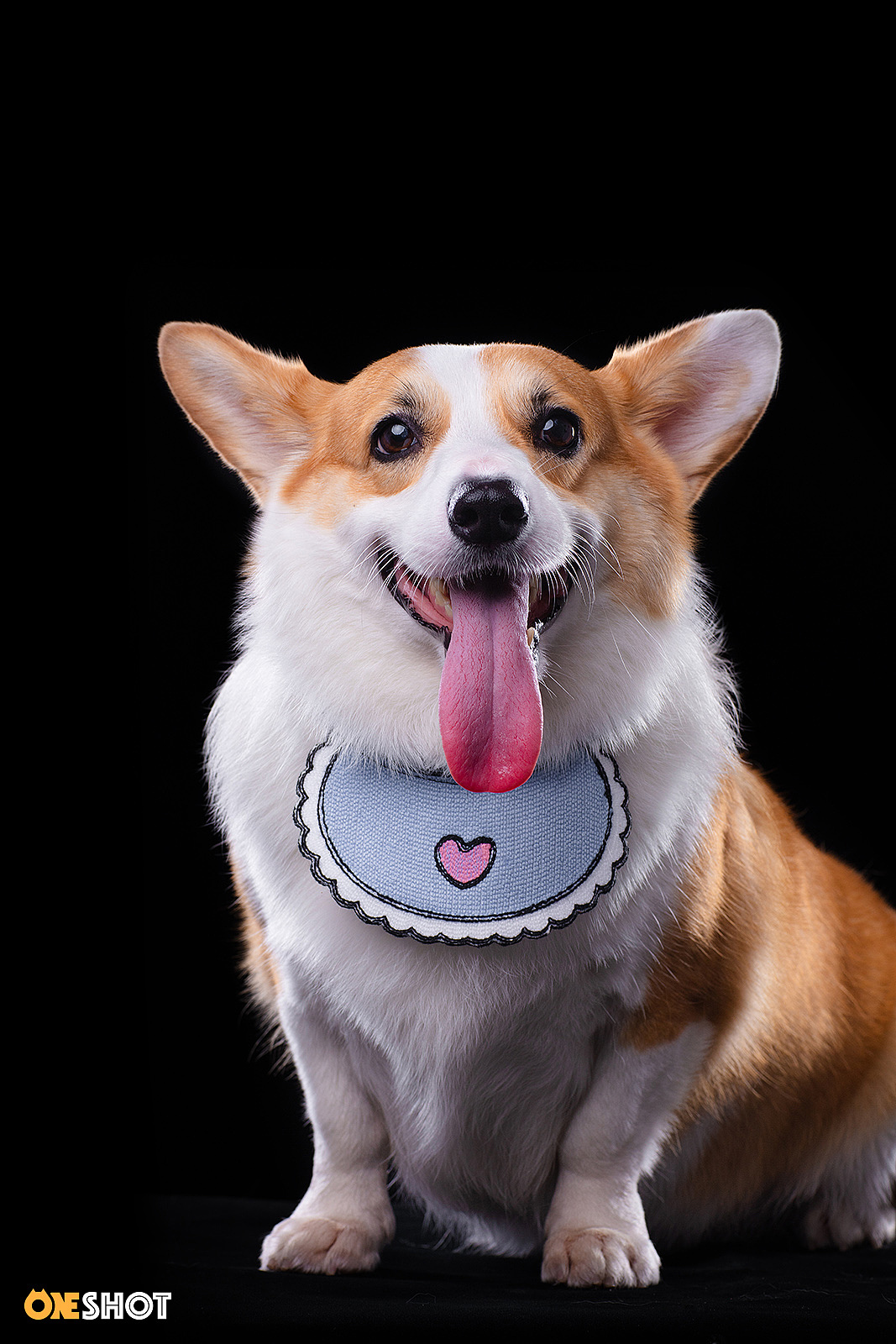 感受一下一只全速向你驶来的激萌小短腿（图ZMTc2NjExMzA4） - 宠物摄影 - 站酷设计师WildKay原创素材 - 站酷ZCOOL