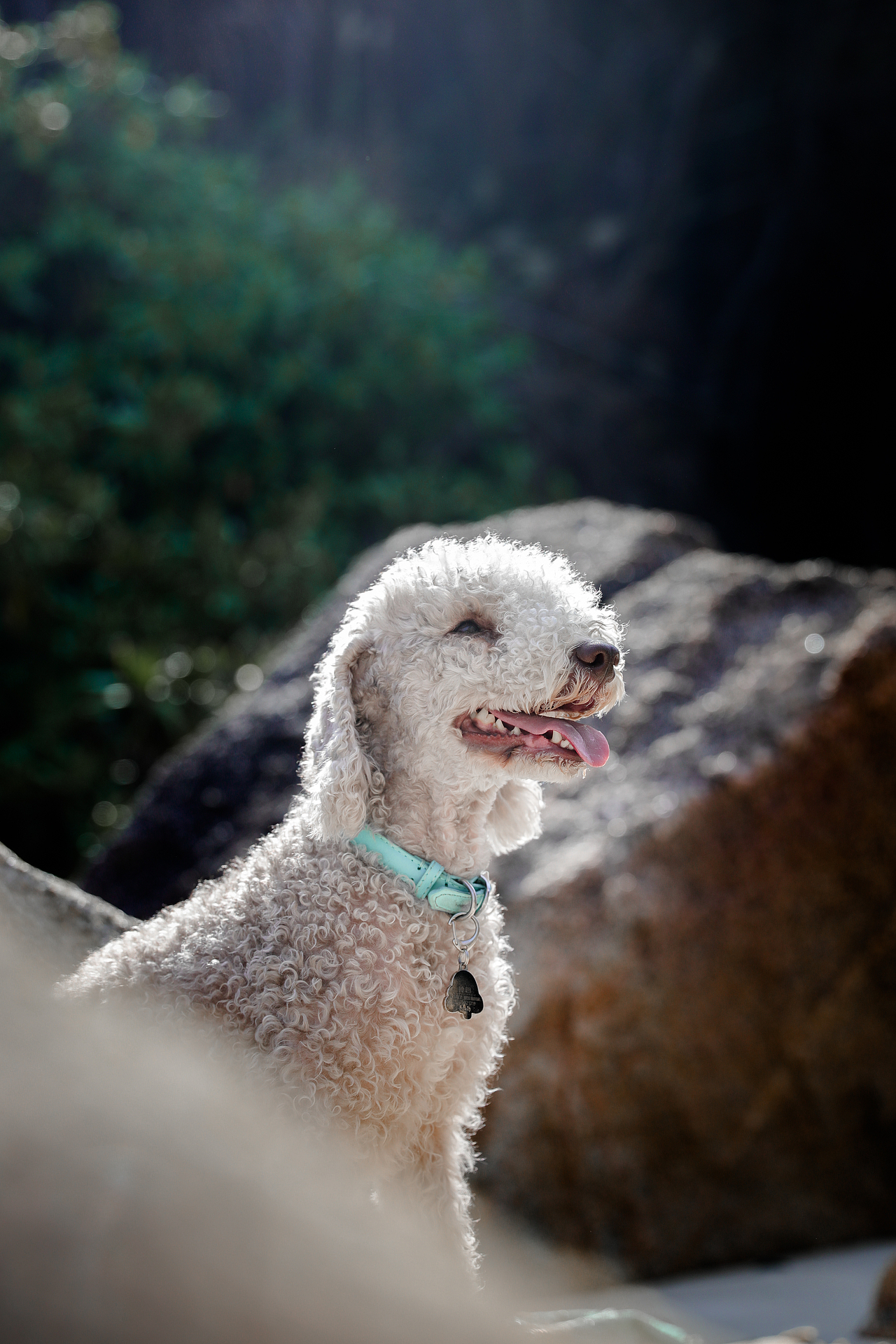 宠物摄影小卷毛|摄影|宠物摄影|宠物摄影hipet_原创作品-站酷zcool