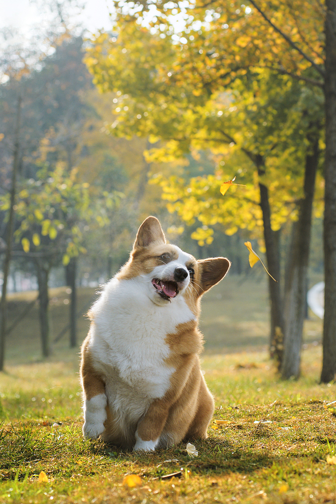 【均木纪实宠物摄影】