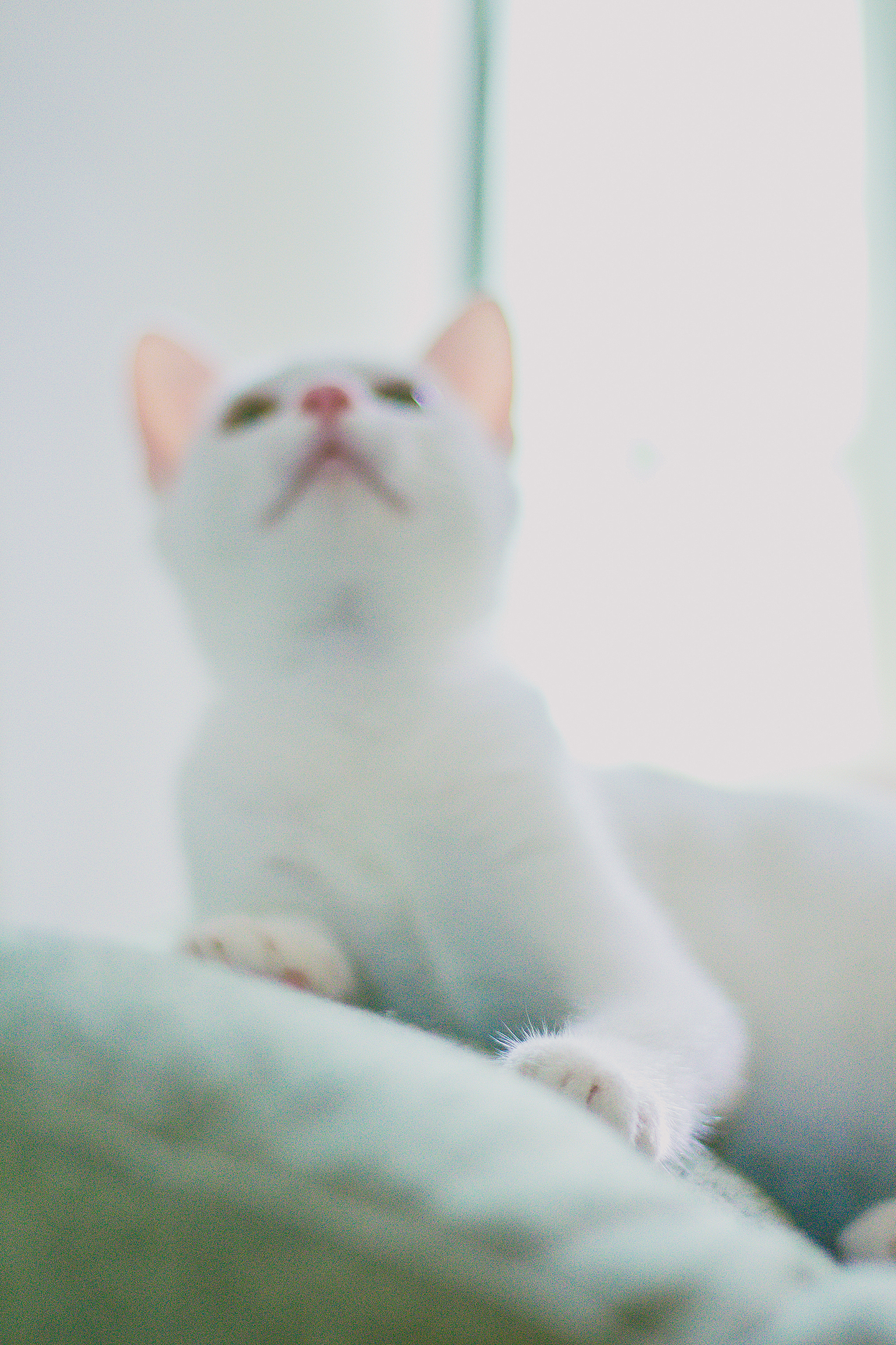 我的两只猫咪 一美、kumo（图ZOTI2NzA3MDg=） - 宠物摄影 - 站酷设计师无色拉原创素材 - 站酷ZCOOL