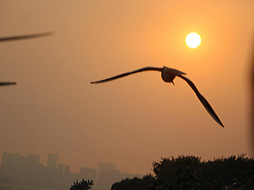 离深千万里，候鸟纷飞回（个人主页-ZNTY4OTgyNzI=） - 风光摄影 - 站酷设计师小小样88原创素材 - 站酷ZCOOL