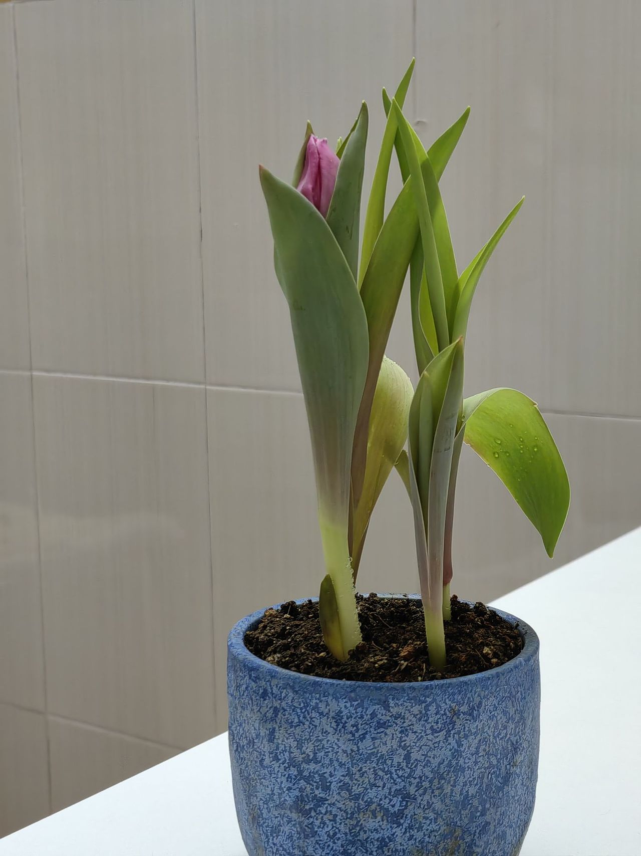 郁金香的花语