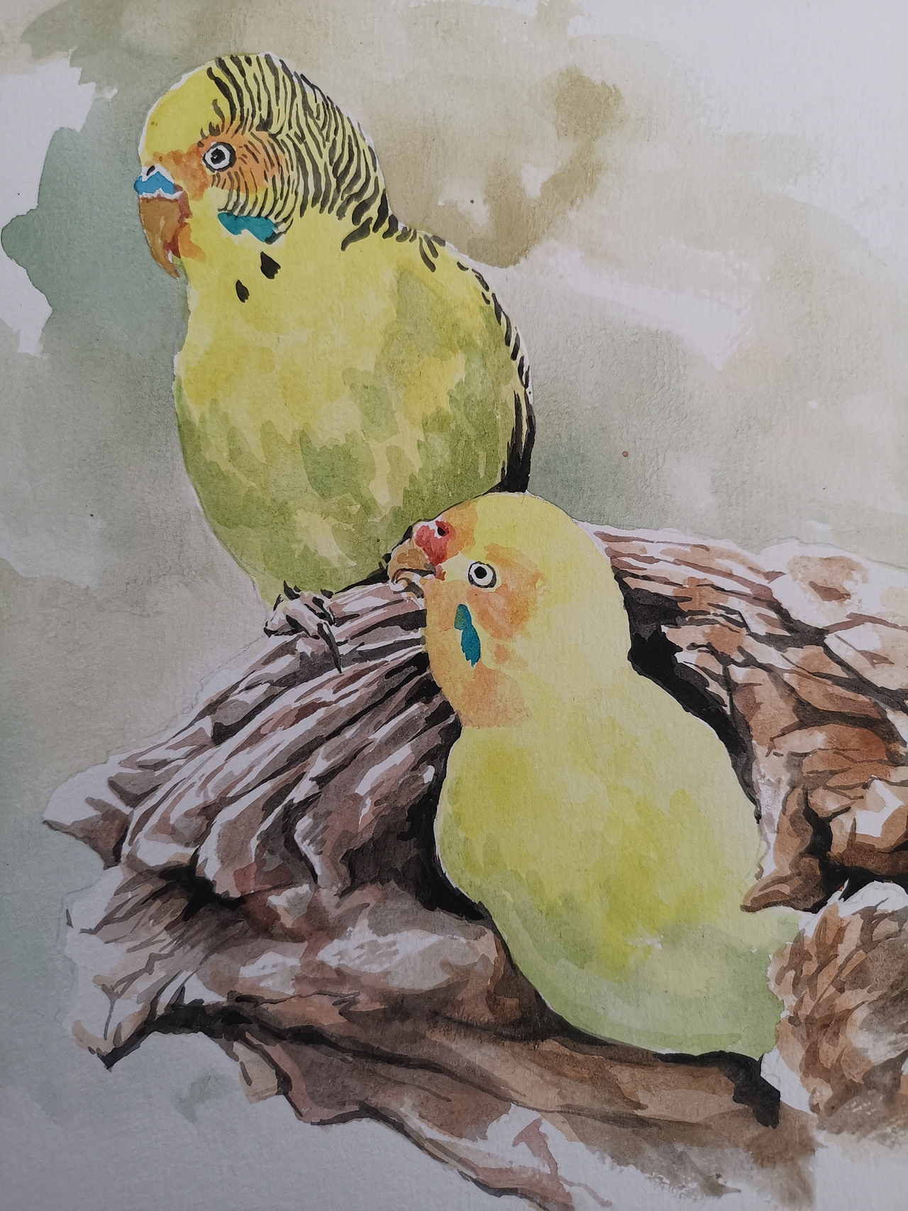 2021水彩萌宠肖像画系列の虎皮鹦鹉组图①