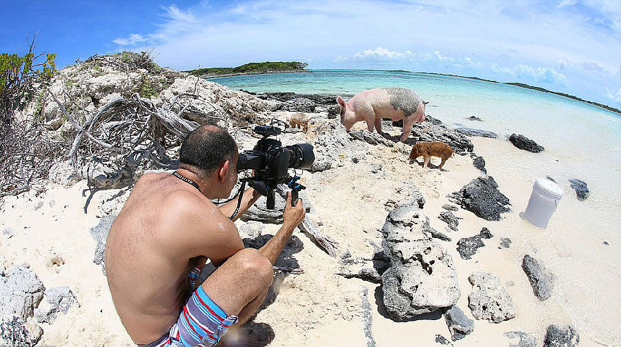 鲨鱼电台-PARK元年7月1日 一群猪拥有了我想要的生活（图ZMTc2MTE4MDg=） - 短篇/格漫 - 站酷设计师我是小小鲨原创素材 - 站酷ZCOOL