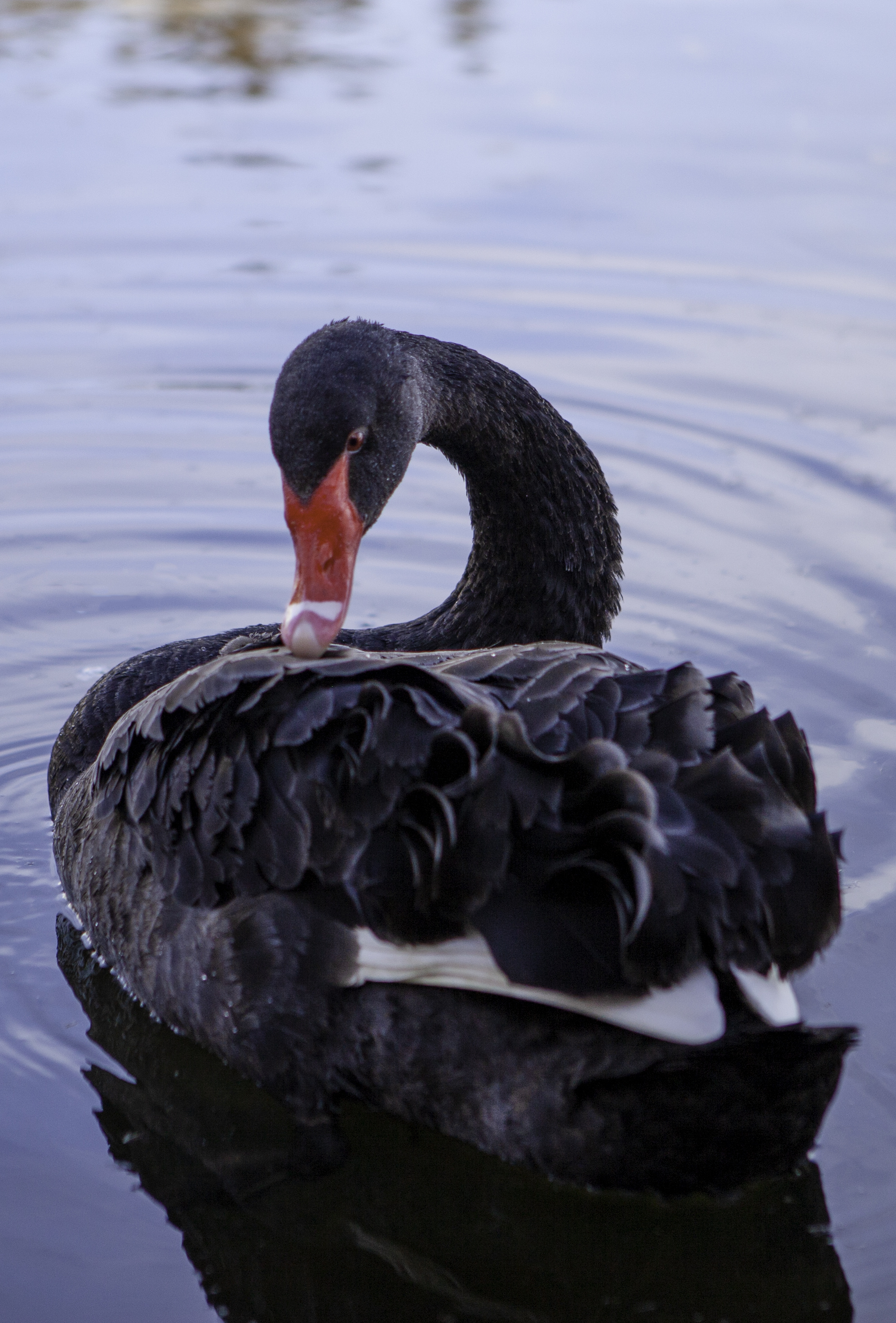 2021黑天鹅事件|摄影|动物|土竟人山 - 原创作品 - 站酷 (zcool)