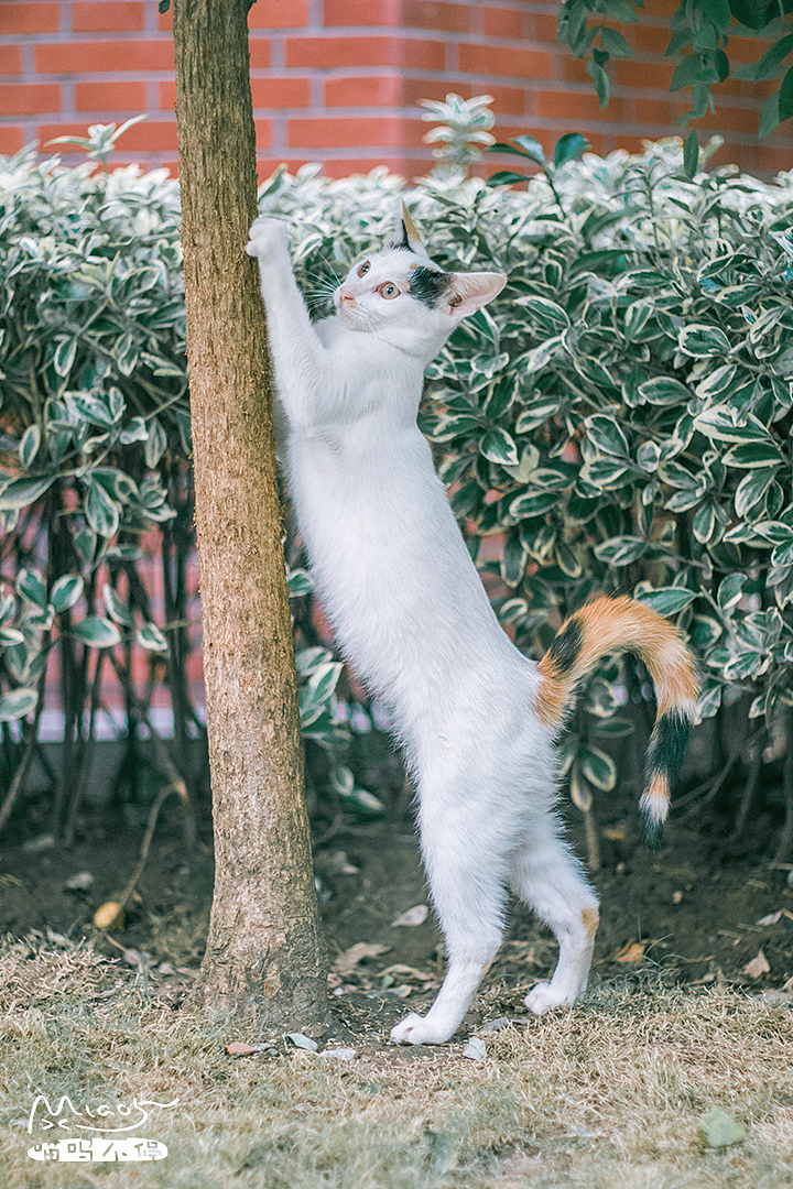 【喵呜画报】第一期