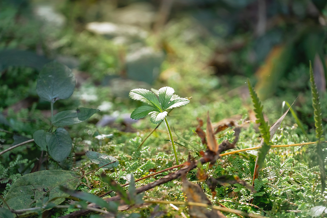 野生陽(yáng)光（圖ZMjc3ODkwMTE2） - 風(fēng)光攝影 - 站酷設(shè)計(jì)師只鳥原創(chuàng)素材 - 站酷ZCOOL