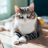 用户头像