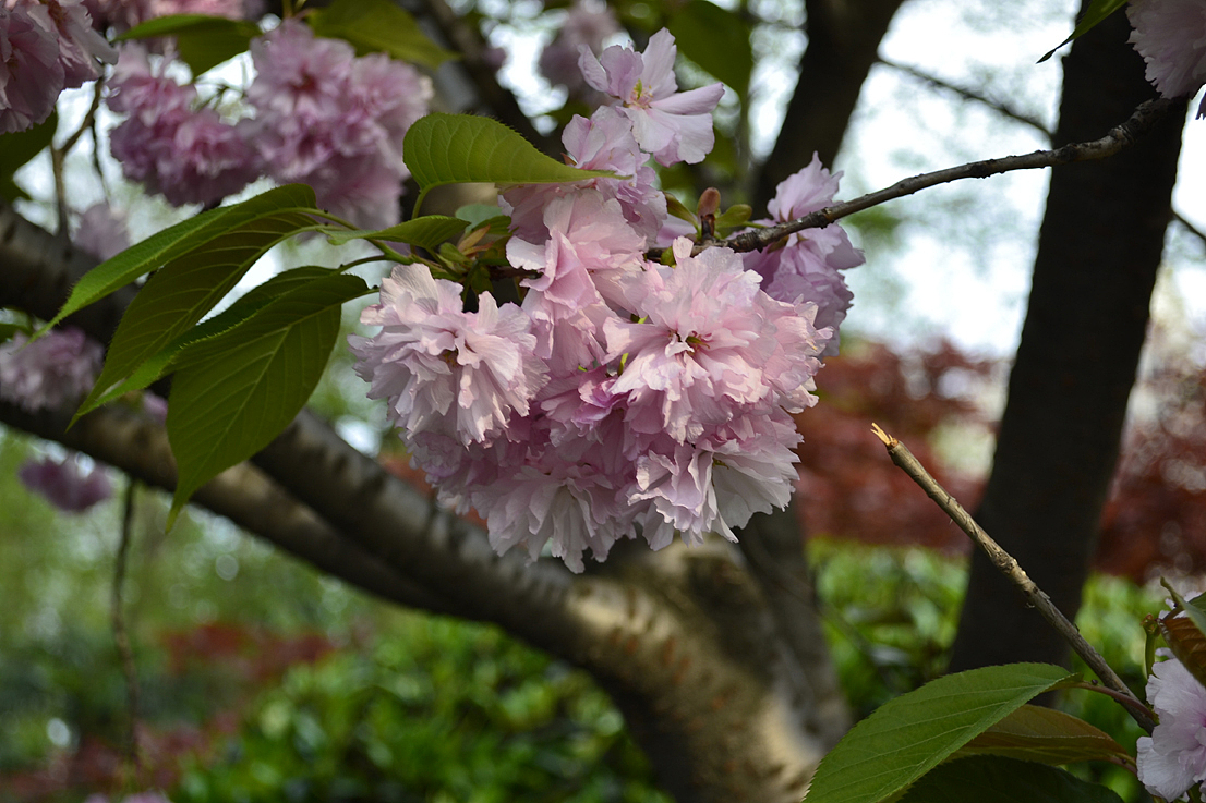 杨浦公园里的樱花