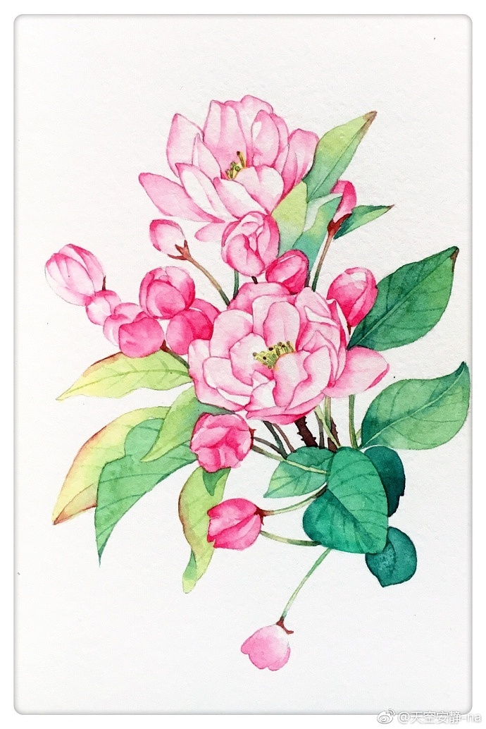 举报14分享原创作品插画商业插画水彩手绘海棠花2022夏天秋天146天空