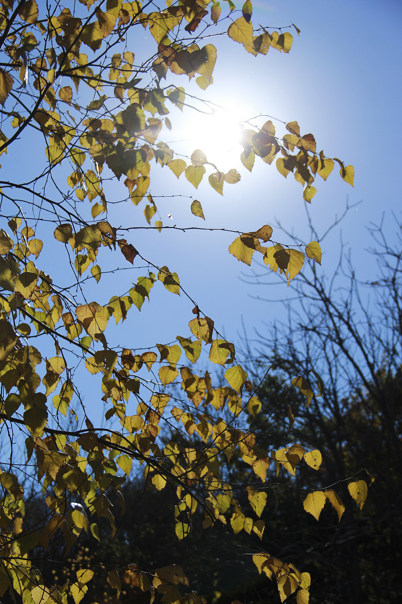 哈爾濱北方森林動物園（圖ZNzA5OTA0ODA=） - 風(fēng)光攝影 - 站酷設(shè)計師山山而川上的麥子原創(chuàng)素材 - 站酷ZCOOL