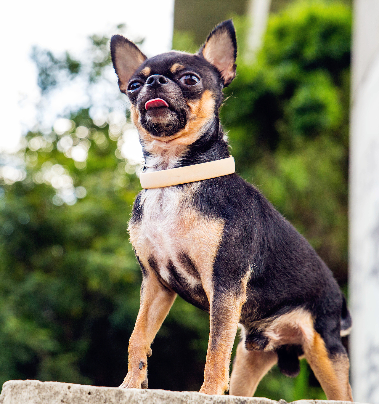 【I,Pet宠物摄影】狗狗们的一天