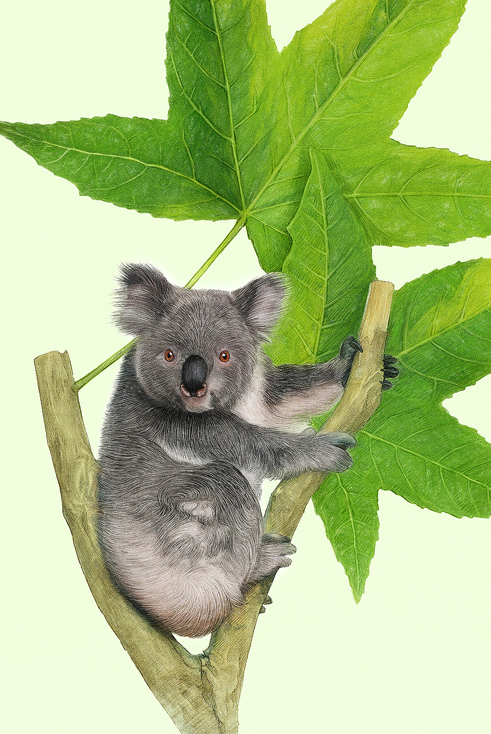 森林小盆友系列考拉