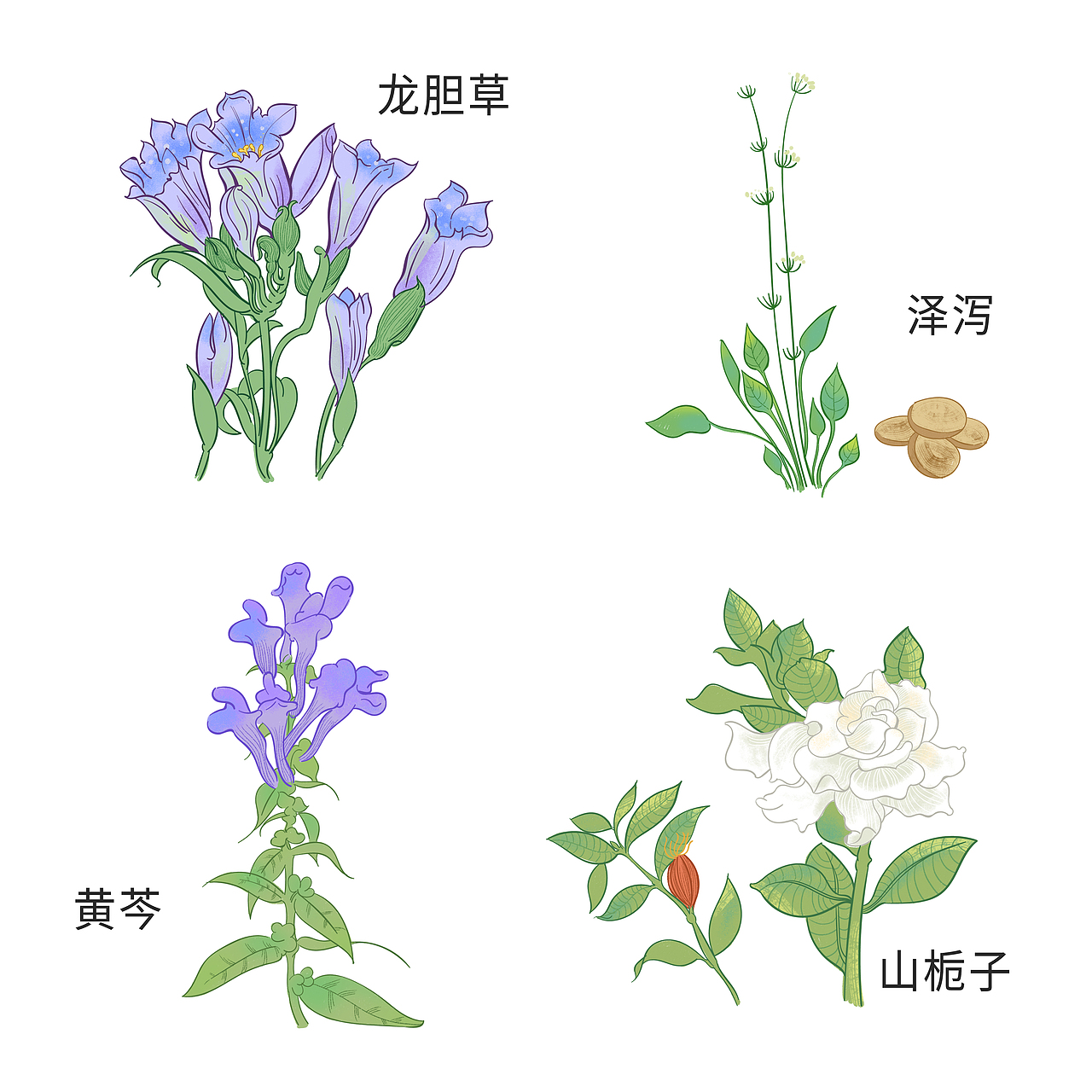 中草药植物插画 2（图ZMjIwNjgyMzg0） - 商业插画 - 站酷设计师钱十八吖原创素材 - 站酷ZCOOL