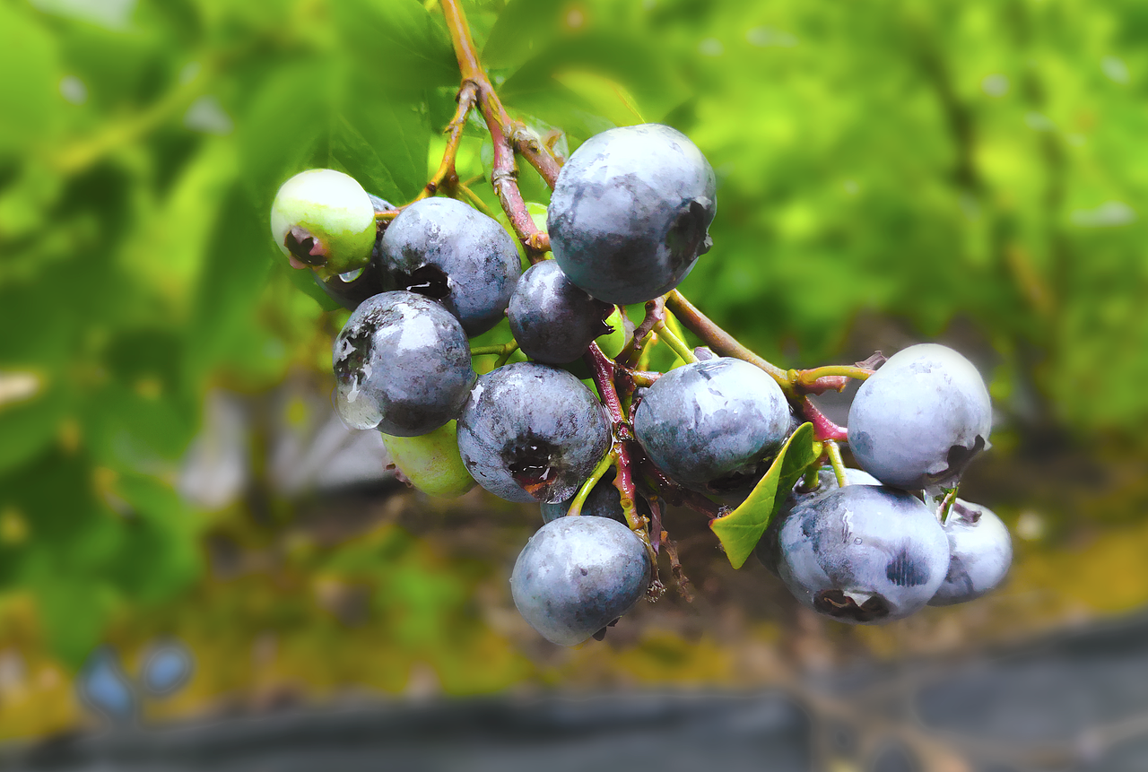 希尔德蓝莓农场（图ZMTY0MjgwMDI4） - 产品摄影 - 站酷设计师Taurus_Li原创素材 - 站酷ZCOOL